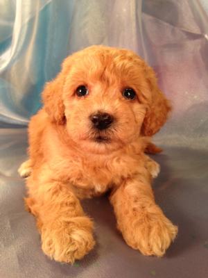 Female Apricot Schnoodle for sale #2 DOB 8-22-13|Puppies are available for pick up soon|Schnoodle Breeders
